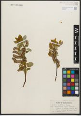 Foto von Salix pyrifolia Andersson